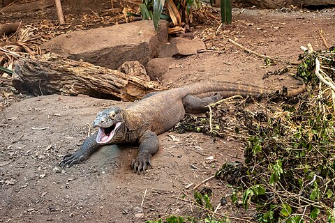 Komodo Dragon (Varanus komodoensis) at Chester Zoo