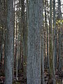 C. thyoides trunks in Franklin Parker Reserve