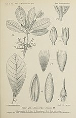 Thumbnail for Elaeocarpus obtusus