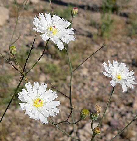 Atrichoseris platyphylla