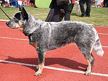 Australian Cattle Dog 22.04.2012 5pl.jpg