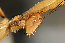 Head of a female Extatosoma tiaratum Australian Leaf Insect, portrait.jpg