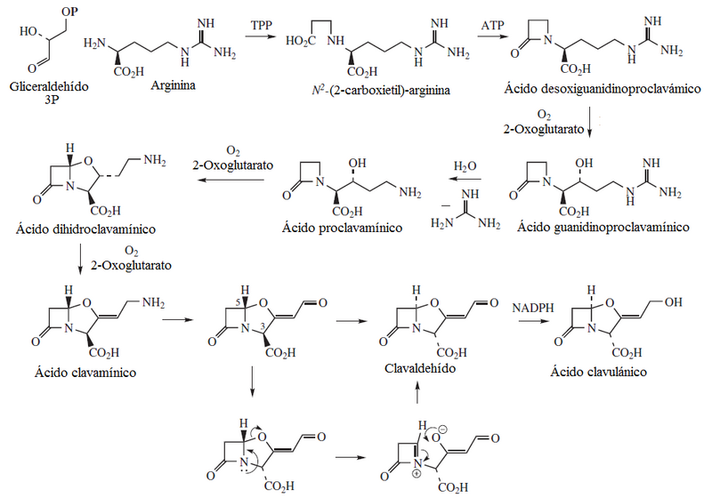 Клавуланова кислота. Клавулановая кислота Биосинтез. Clavulanic acid Synthesis.