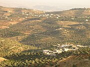 Olive Farms in Souf, northern Jordan