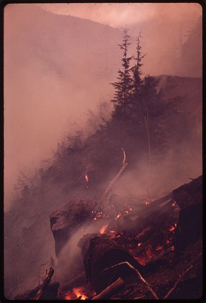 File:BURNING SLASH ON A 75-DEGREE SLOPE IN OLYMPIC NATIONAL TIMBERLAND, WASHINGTON. NEAR OLYMPIC NATIONAL PARK - NARA - 555157.jpg