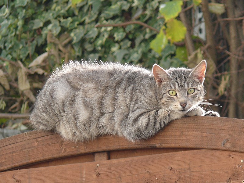 File:Bad Rappenau - Bonfeld - graugestromte Katze auf Holzzaun (2014 photo; cropped 2022).JPG