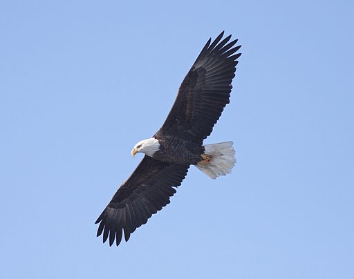 Bald Eagle (Haliaeetus leucocephalus) (5298191912)