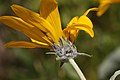 Balsamorhiza sagittata