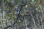 Band-tailed Sierra Finch.jpg