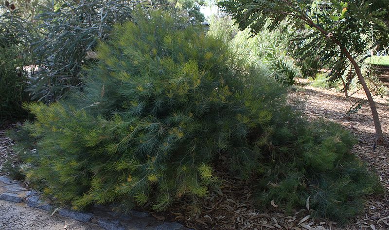 File:Banksia grossa.jpg