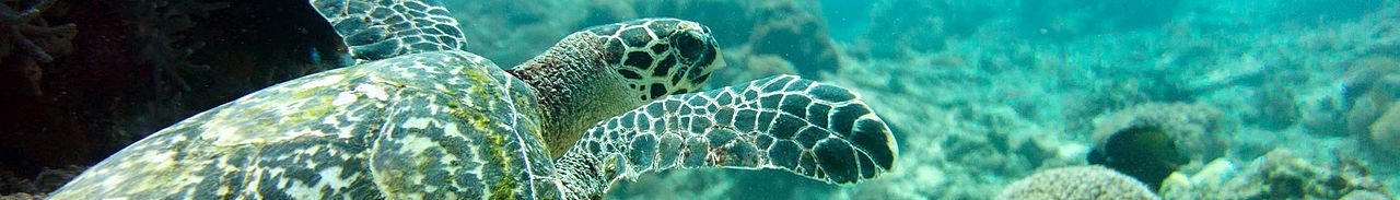 Banner Nusa Penida turtle.jpg