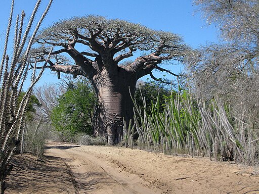 Baobab 07