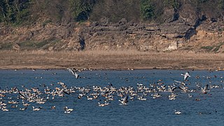 <span class="mw-page-title-main">Pong Dam Lake Wildlife Sanctuary</span> Sanctuary in Himachal Pradesh, India