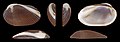 * Nomination Left valve of a Burnt-almond Ark, Barbatia amygdalumtostum --Llez 05:41, 3 June 2022 (UTC) * Promotion Good quality, of course, and a beautiful shell. -- Ikan Kekek 06:27, 3 June 2022 (UTC)