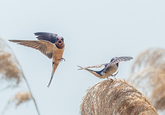 Barn swallow mating attempt in the Montezuma NWR