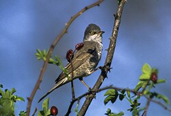 Barred Warbler - Hortobagy - Hungary 282 (18677066453). 
 jpg