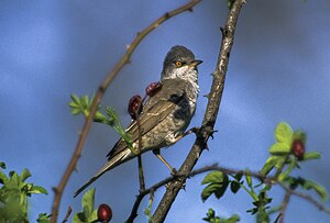 Barred Warbler - Hortobagy - Hungary 282 (18677066453).jpg