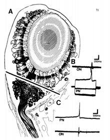 Diagram of Basal Retinal Neuron Basal Retinal Neuron.png