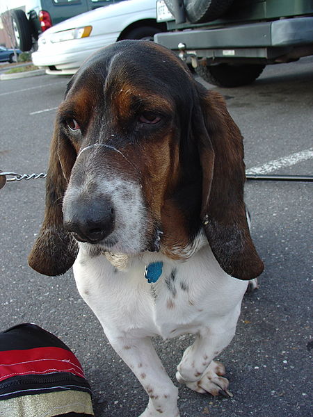 File:Basset hound with drool on face (8107974101).jpg