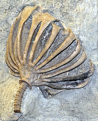 Fossilized calyx and partial stem of the Carboniferous crinoid ("sea lily") Eretmocrinus Batocrinidae - Eretmocrinus.JPG