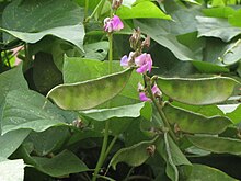 Beans, flat-beans in plant.JPG