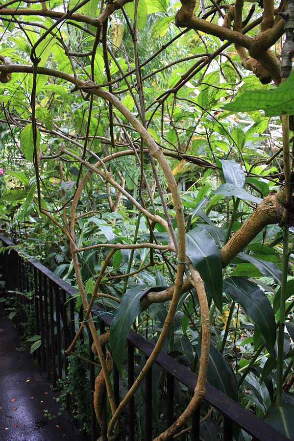 Plants in the tropical house in the Botanic Gardens, Belfast