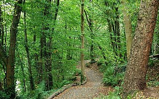 <span class="mw-page-title-main">Belvoir Park Forest</span> Park in Belfast, Northern Ireland