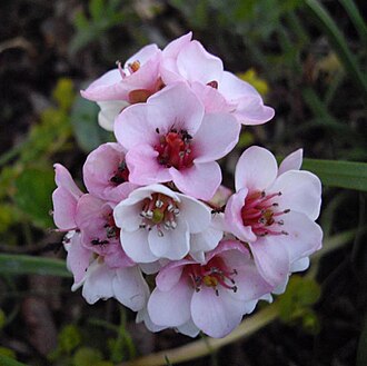 330px-Bergenia_ciliata_3.JPG