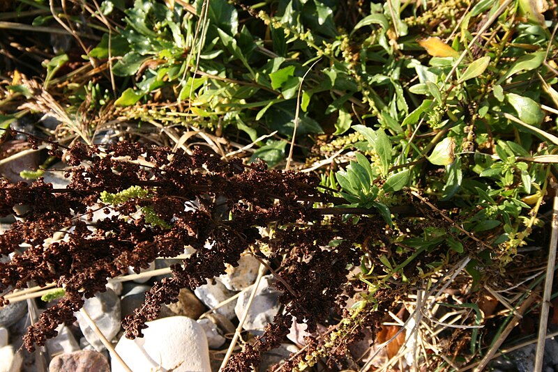 File:Beta-vulgaris-maritima-fruits.jpg