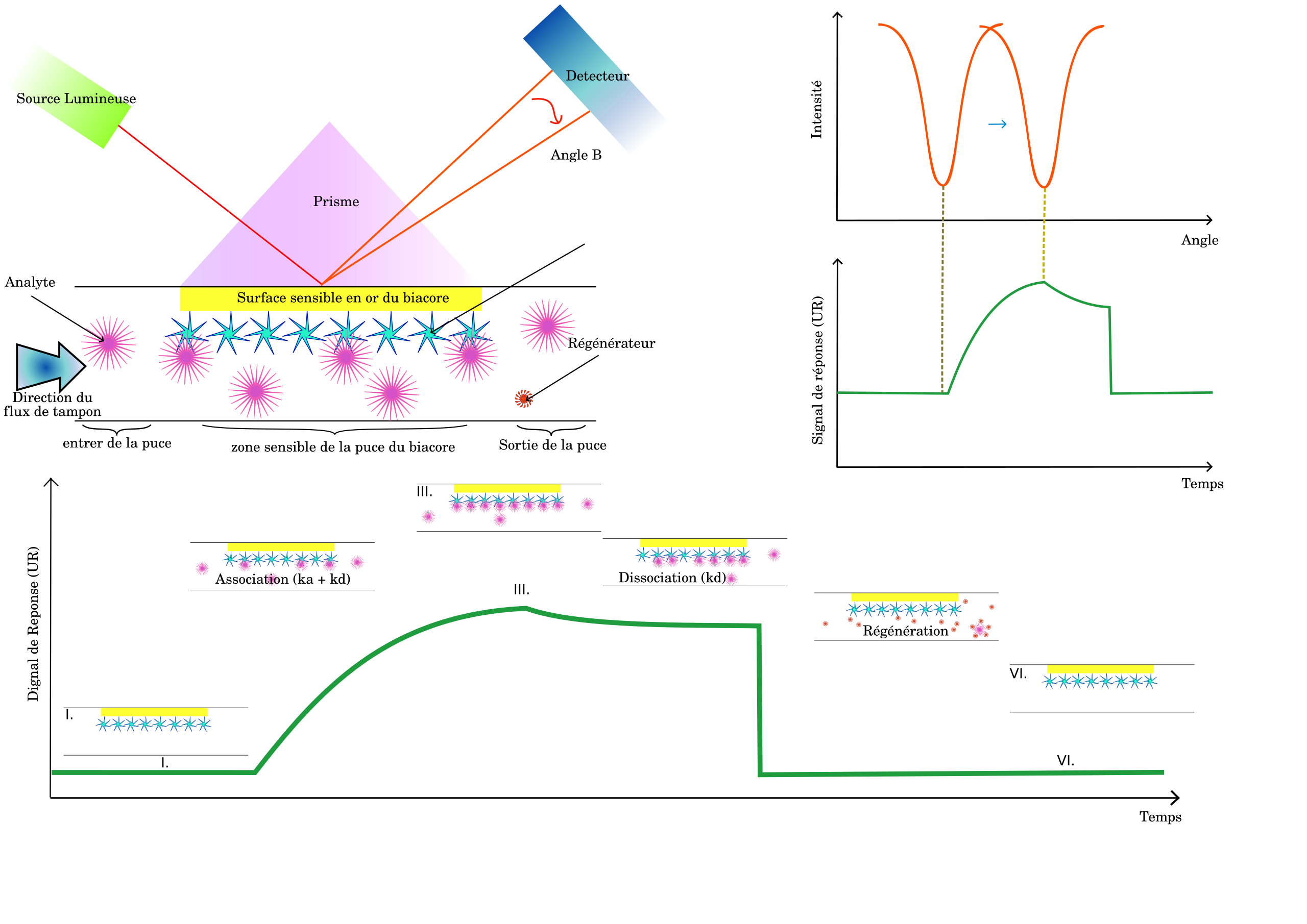 2560px-Biacore-francais.svg.png