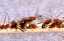 Biosteres arisanus wasps.jpg