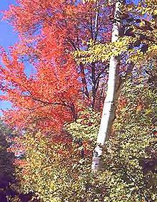 Birch tree (foreground) and maple tree (background) in fall. Birchandmaple.jpg