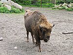 Bison bonasus Toruń