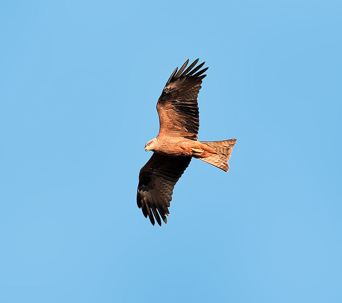 File:Black-Kite.jpg