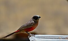 Description de l'image Black-faced Waxbill (Estrilda erythronotos) (6453060437).jpg.