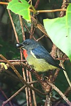 Fotó madárról, kék-fekete háttal, fekete arccal, csípős alsóval és vörös torokkal, aki bogyót eszik a növényzet közepette