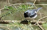 Thumbnail for File:Black-throated Blue Warbler, Parc Écoforestier de Johnville, Quebec, Canada.jpg