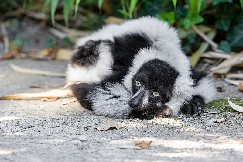 File:Black and white ruffed lemur - 51483879881.jpg