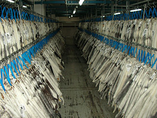 <span class="mw-page-title-main">Mink industry in Denmark</span>