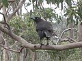 A Black Currawong (Strepera fuliginosa) in Cradle Mountain-Lake St Clair National Park, Central Highlands, Tasmania