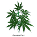 Blausen 0159 Cannabis Plant.png