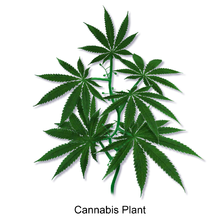 Blausen 0159 Cannabisplant.png