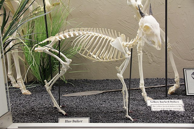 Blue duiker (Philantomba monticola) skeleton on display at the Museum of Osteology.