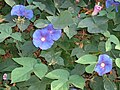 Ipomoea indica