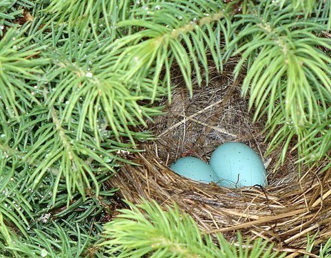 Blue Eggs in Spring - Northern Cyprus