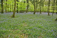 Bluebells di Plymbridge Hutan (4576).jpg