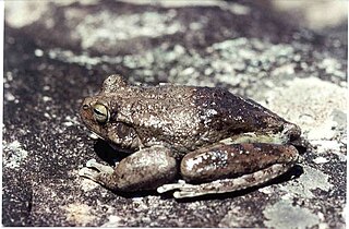 <i>Bokermannohyla alvarengai</i> Species of amphibian