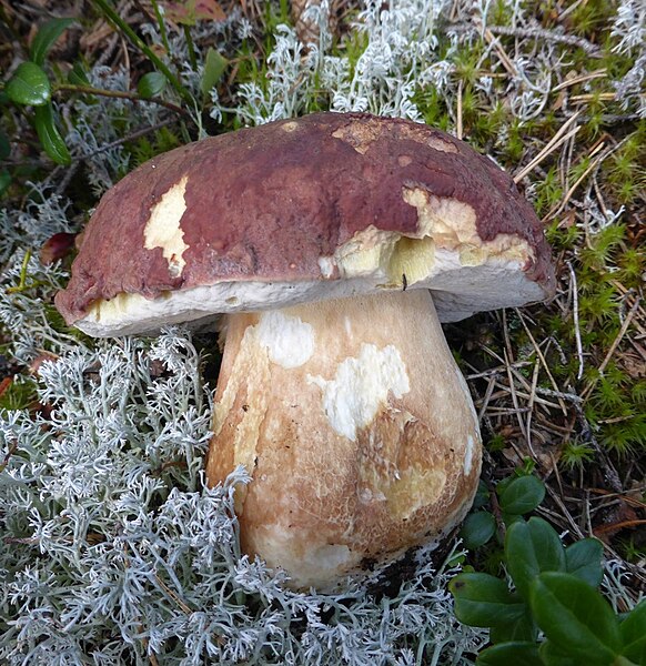 File:Boletus pinophilus 17.jpg