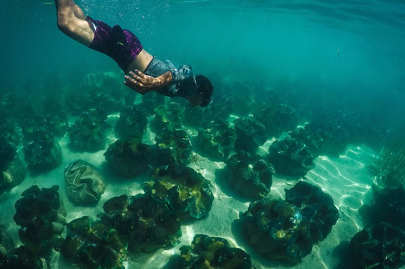 File:Bolinao Giant Clam Sanctuary.jpg