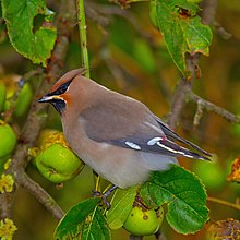 Waxwing boemo appollaiato